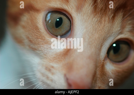 Red White 16 week old Cornish Rex feline cat cross by Oriental Shorthair with green eyes for a pet in California USA America eye Stock Photo