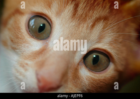 Red White 16 week old Cornish Rex feline cat cross by Oriental Shorthair with green eyes for a pet in California USA America eye Stock Photo