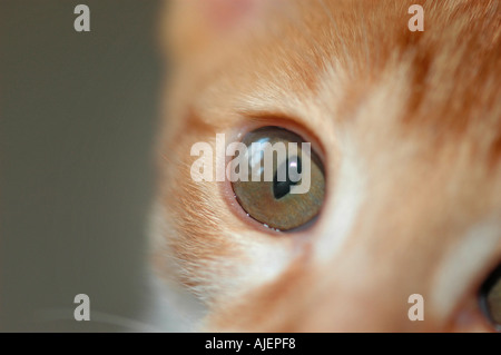 Red White 16 week old Cornish Rex feline cat cross by Oriental Shorthair with green eyes for a pet in California USA America eye Stock Photo