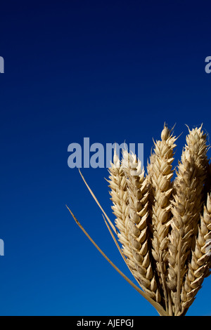 wheat ears against clear blue sky with copy space Stock Photo - Alamy
