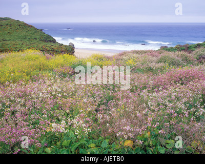 Wildflowers and Pacific Ocean Stock Photo