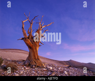 Bristlecone pine in dawn light Ancient Bristlecone Pine Forest Patriarch Grove Inyo National Forest California USA