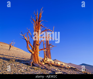 Bristlecone pine and White Mountains Ancient Bristlecone Pine Forest Patriarch Grove Inyo National Forest California USA