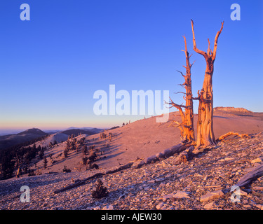 Bristlecone pine and White Mountains Ancient Bristlecone Pine Forest Patriarch Grove Inyo National Forest California USA