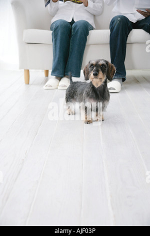 Young couple and Dachshund Stock Photo