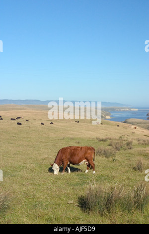 Cattle grazing on rangeland Pacific Coast in distance Point Reyes National Seashore California Stock Photo