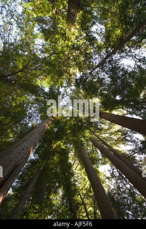 Towering coast redwood trees Sequoia sempervirens Afternoon sunshine Pfeiffer Big Sur State Park California Stock Photo