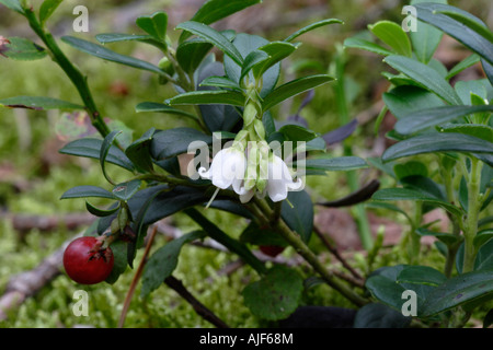 Lingonberry Blossoms and fruit berry (Vaccinium vitis idaea) Stock Photo