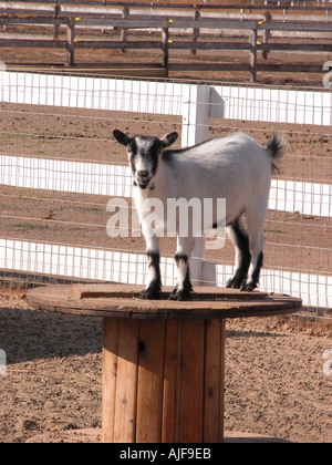 pygmy goats like to stand tall Stock Photo