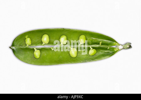 Open pea pod with peas attached inside, close-up Stock Photo