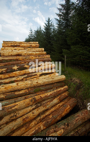 Stacked Logs from the Forrestry Commission waiting for Transportation Stock Photo