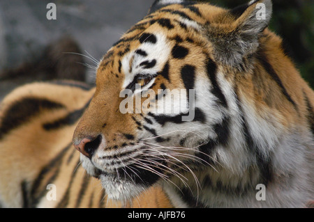 Amur Siberian Tiger Panthera tigris altaica Female Stock Photo