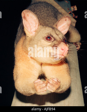 Australian nocturnal animals bush baby Stock Photo