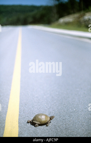 A tortoise crossing a road Stock Photo