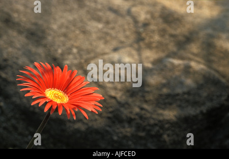 Barberton Daisy Stock Photo