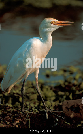 Cattle Egret Stock Photo