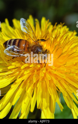 Honey bee on dandelion flower