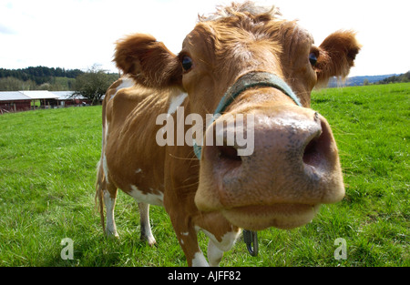 Agriculture concept. Brown cow in field at farm looks at camera, close up. Stock Photo