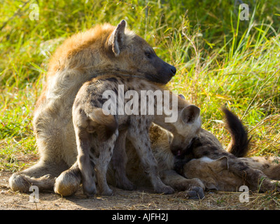 Spotted hyena cubs suckle in early morning light Stock Photo