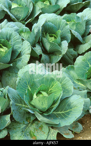 Cabbage Crop Stock Photo