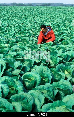 Cabbage Farmer New Jersey Stock Photo