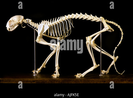 Cat Skeleton Felis domestica Stock Photo