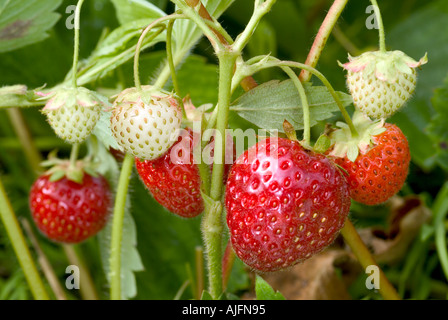 Ripe Unripe Strawberries Stock Photo