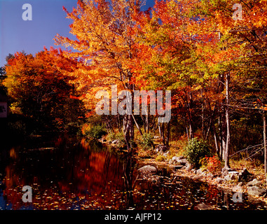 Acadia National Park in Maine where Autumn has changed the colors of the landscape in a dramatic fashion Stock Photo