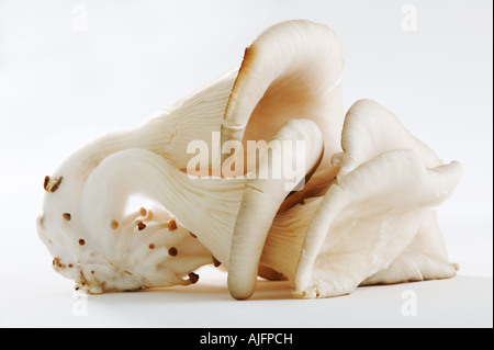 Oyster mushroom shot against a white background Stock Photo
