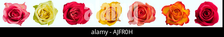 Roses Rosa spp Row of brightly coloured roses on white background Digital composite Stock Photo