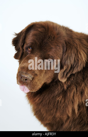 Portrait of Newfoundland dog Stock Photo