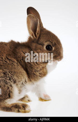 Rabbit Grooming pet rabbit or bunny Studio shot against white background Stock Photo