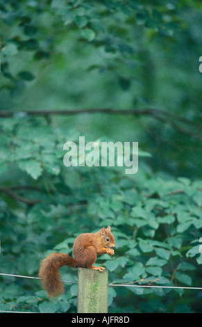 red squirrel on fence post Stock Photo