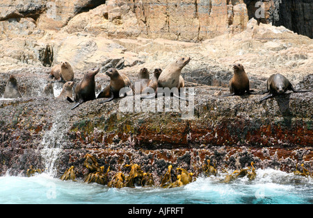 Australian Fur Seals on rocks near Tasman Island and Cape Pillar, Tasmania, Australia Stock Photo