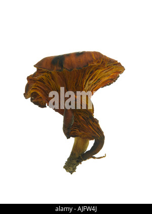 A vertical shot of Omphalotus olearius (jack-o'-lantern) a poisonous