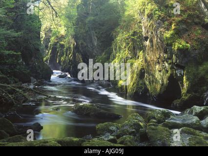 Fairy Glen Ravine in Conwy river valley Near Betws-y-Coed Conwy County Borough Snowdonia National Park North Wales UK Stock Photo