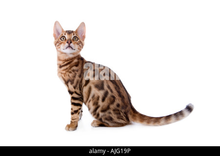 Bengal kitten side view isolated on white background Stock Photo