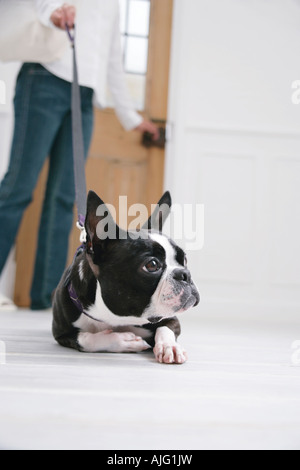 Young woman and Boston Terrier Stock Photo