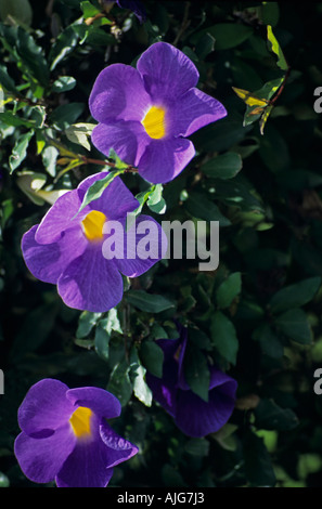 Tropical blue purple flowers cascading down wall in Ghana West Africa Stock Photo