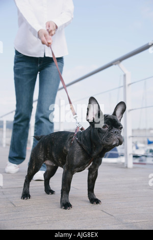 Young woman and French Bulldog Stock Photo