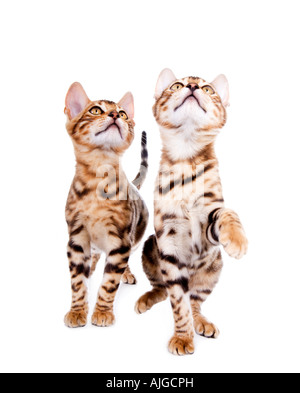 Two Bengal Kittens looking up isolated on white background Stock Photo