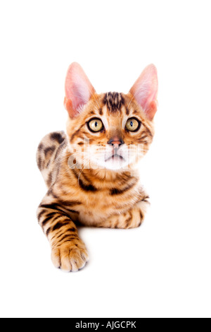 Bengal kitten reaching with paw isolated on white background Stock Photo