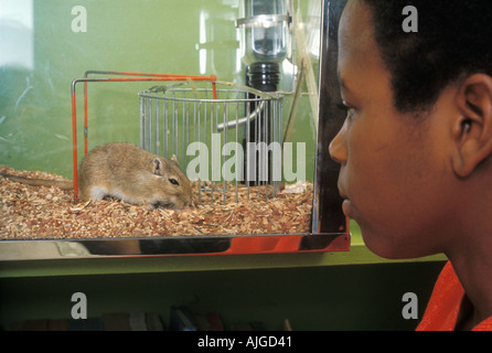 African American male student watching gerbil in cage Stock Photo