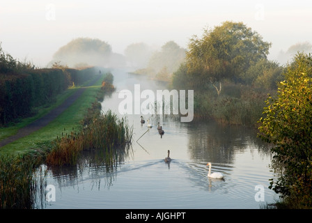 Swans in early morning Autumn mist on the Shrewsbury-Newport Canal at Newport, Shropshire Stock Photo