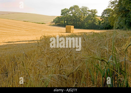 Uncut ripe wheat stalks with a haystack in the distance after harvesting in the sun Durum wheat Triticum durum Stock Photo