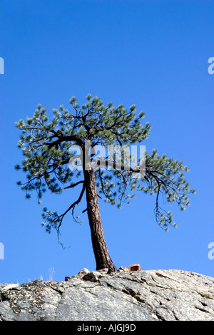 A lone tree grows from a granite koppie under the Milky Way Stock Photo ...