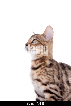 Bengal kitten side view isolated on white background Stock Photo