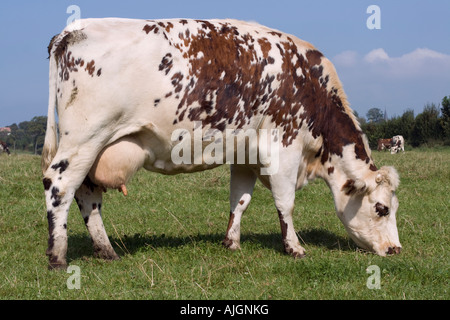 Normande tri coloured cattle grazing Normandy France Stock Photo - Alamy