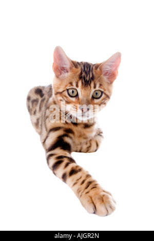 Bengal kitten reaching with paw isolated on white background Stock Photo