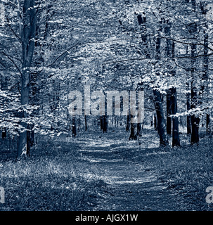 Black and White Image of Bluebell Woods Surrey UK Europe Stock Photo